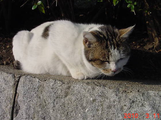 公園ねこの「ちい」　10才。里親さん募集することにした