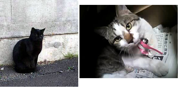 寂しげな「黒」と、里子になった「三六」